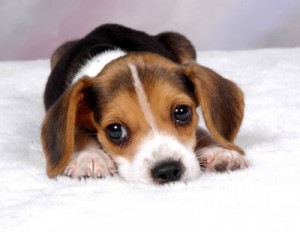 beagle_pup.jpg